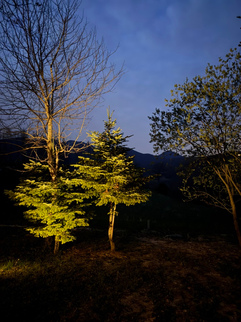 Drveće i šuma na Duški u večernjem svjetlu