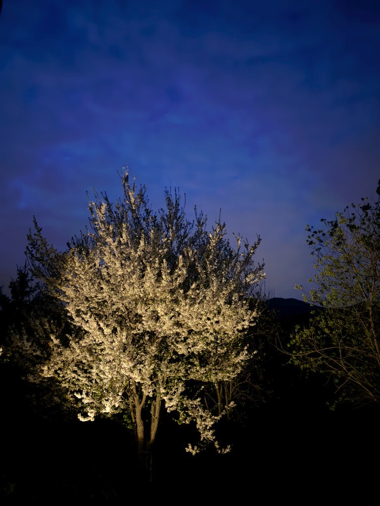 Cvatuće stablo osvijetljeno u noći na Duški