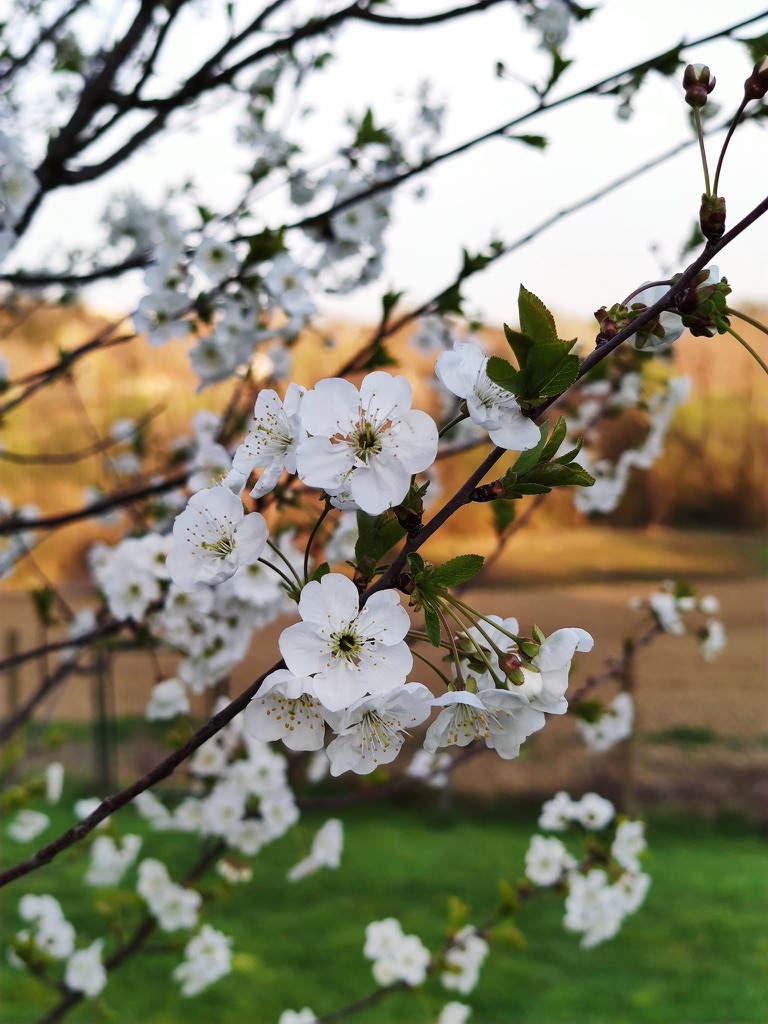 Proljetni cvjetovi u šumi Duške