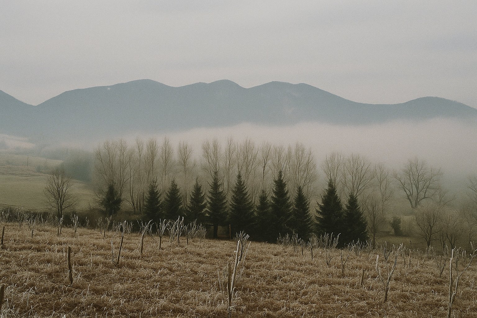 Redovi mladih jelki, smreka i borova na Dushki