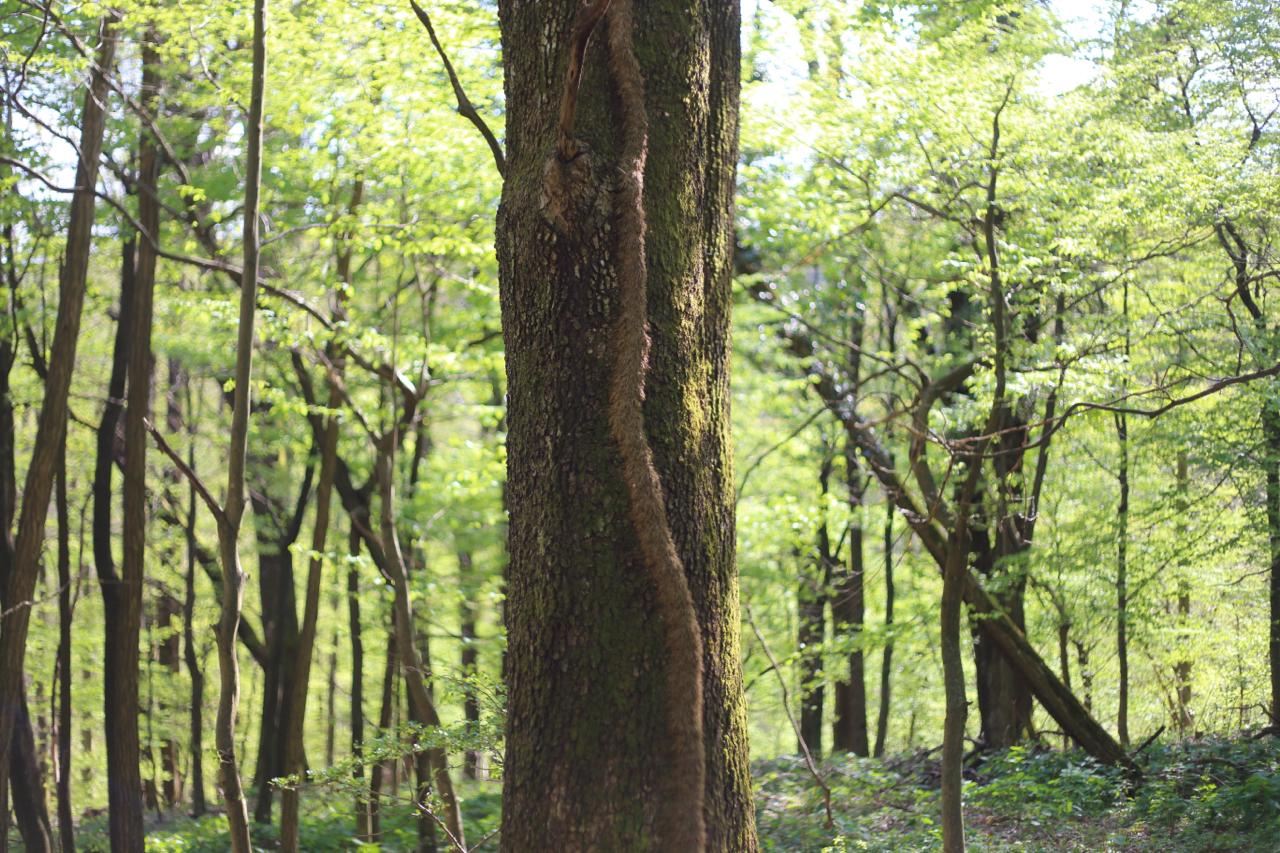 Detalj stabla u proljetnoj šumi