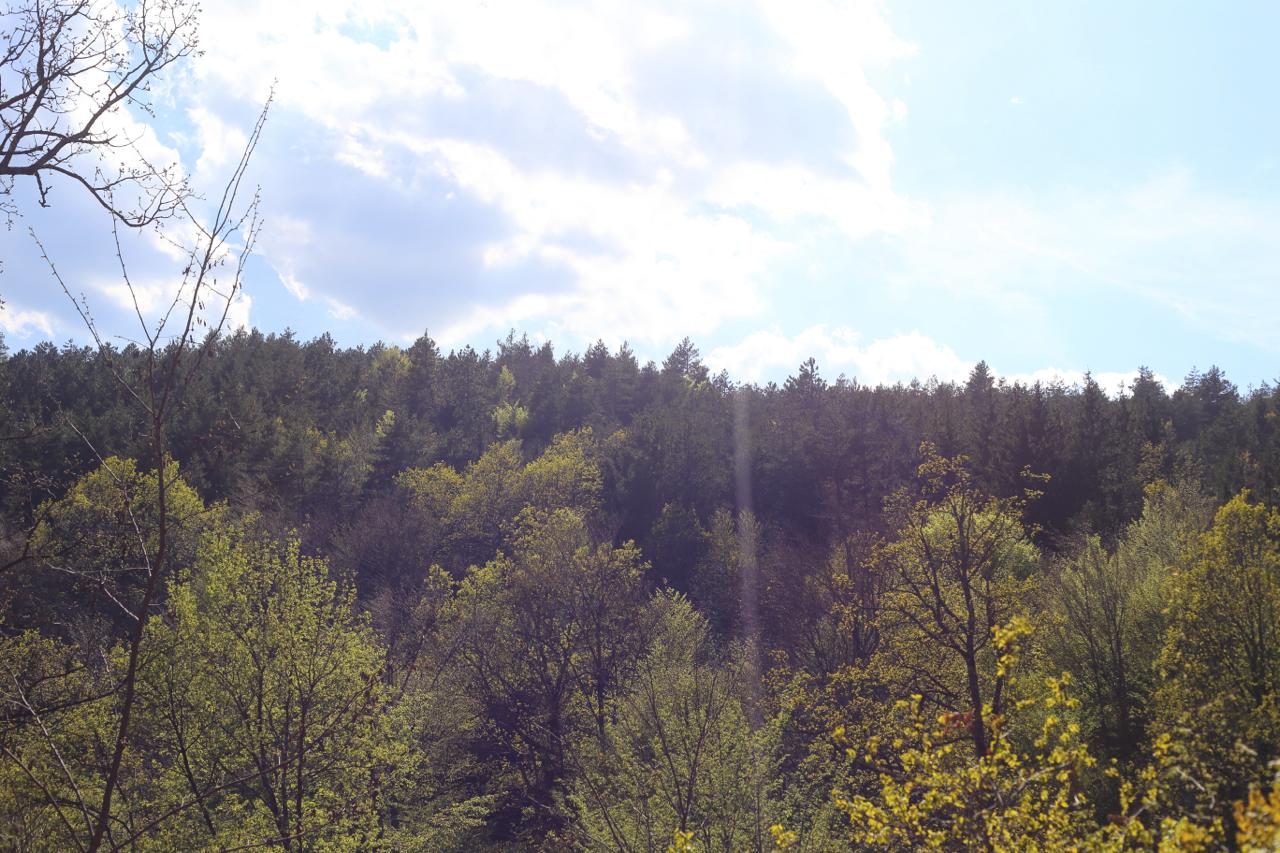 Proljetno sunce kroz krošnje šume